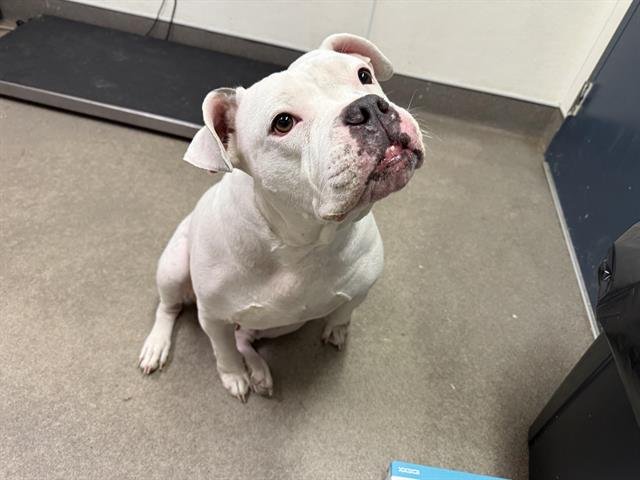 LUCKY (RESCUE ONLY) - American Bulldog available for adoption