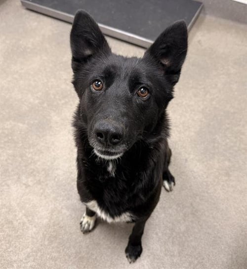 LANA - Border Collie available for adoption