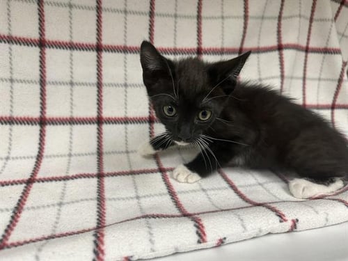 A127872 - Domestic Short Hair available for adoption