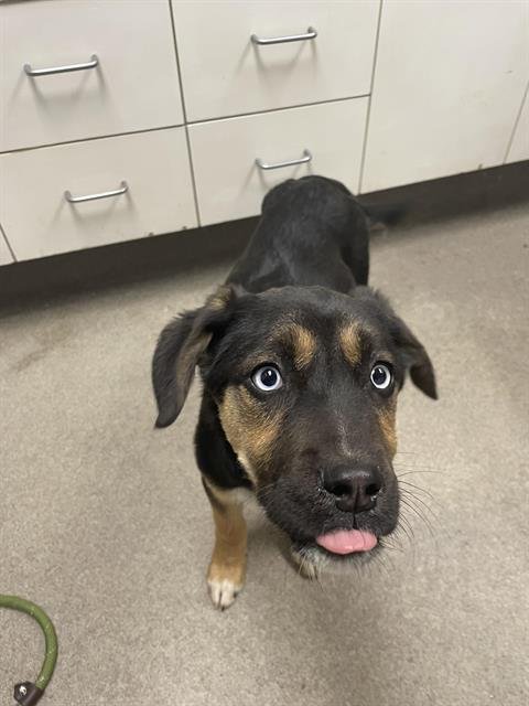 ROBIN - Labrador Retriever available for adoption