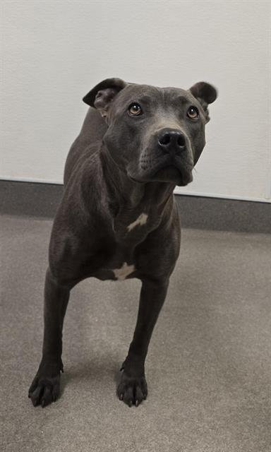 KITTY - Pit Bull Terrier available for adoption