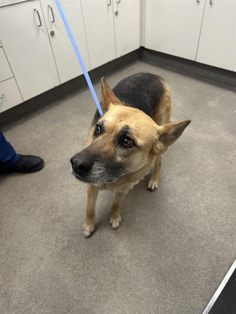 KOSKA - German Shepherd Dog available for adoption