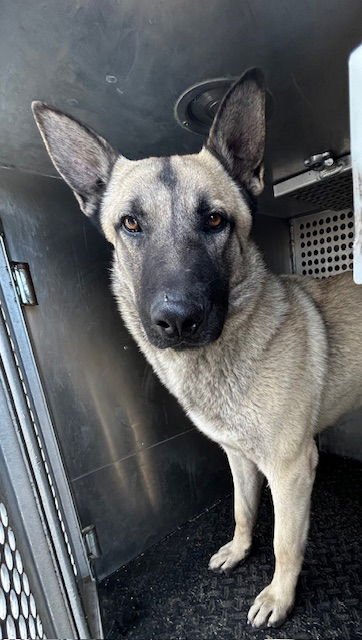 MAVRICK - German Shepherd Dog available for adoption