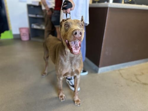 RED - Doberman Pinscher available for adoption