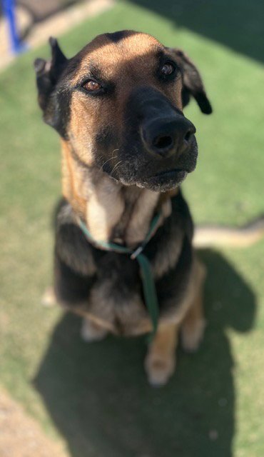 MARGIE - German Shepherd Dog available for adoption