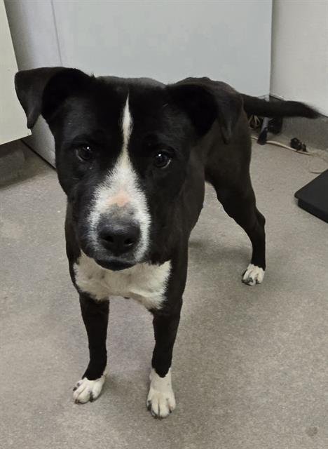 TITUS - Labrador Retriever / Pit Bull Terrier available for adoption