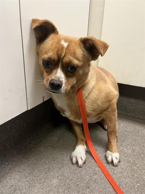 (RESCUE ONLY) CHESTNUT - Chihuahua available for adoption