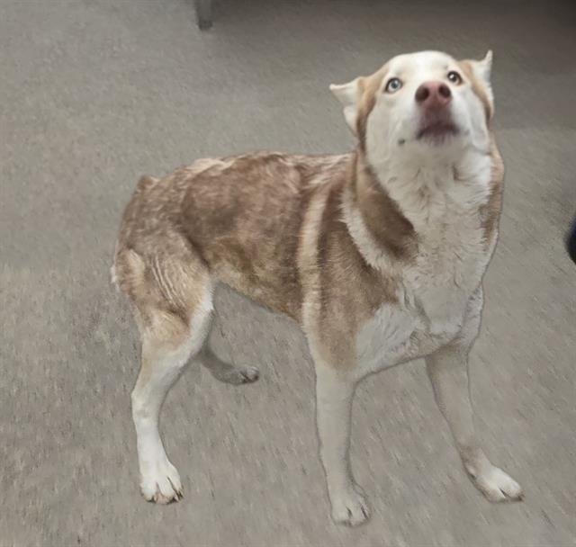 JUNE - Siberian Husky available for adoption