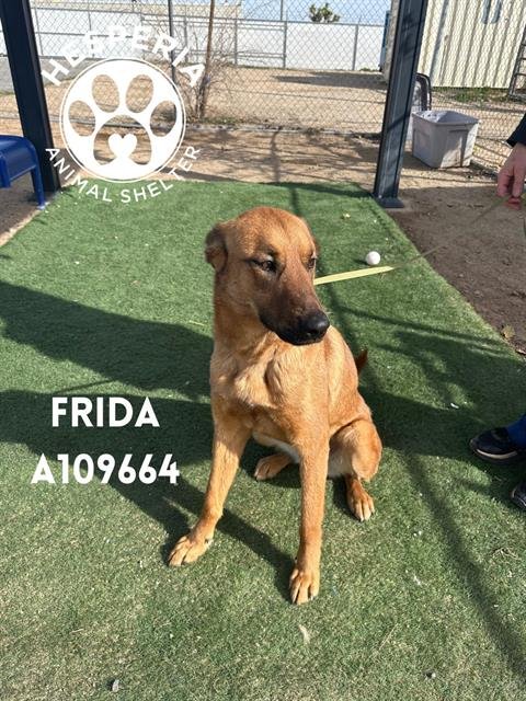 FRIDA - German Shepherd Dog available for adoption