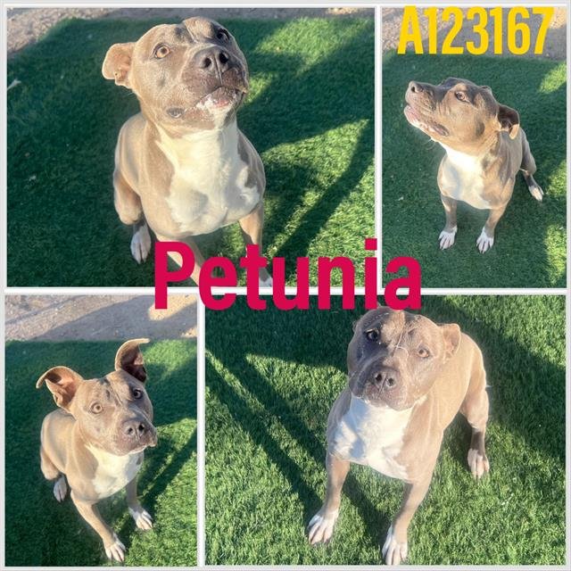 PETUNIA - Pit Bull Terrier available for adoption