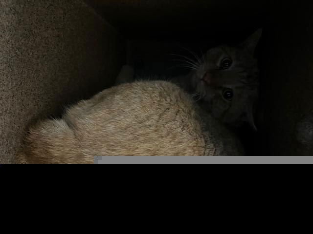 (BARN CAT) - Domestic Short Hair available for adoption