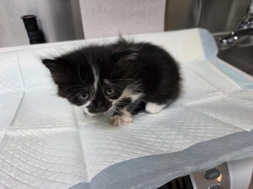 PANDA (RESCUE ONLY) - Domestic Long Hair available for adoption