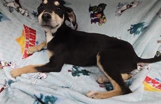 ATHENA - Doberman Pinscher available for adoption