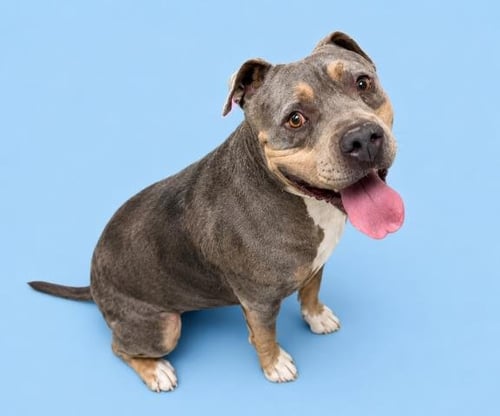 KANE - American Bulldog available for adoption