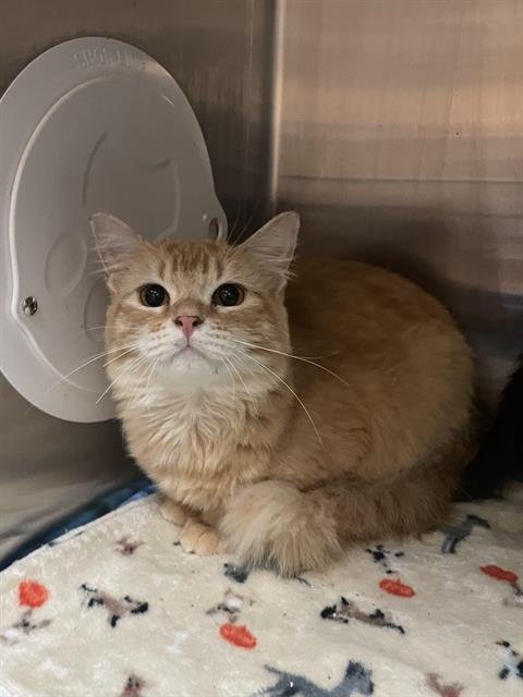 SQUID - Domestic Medium Hair available for adoption