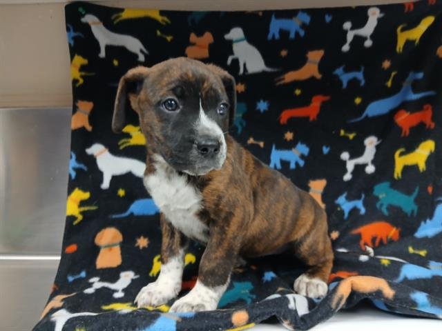 A122993 - Pit Bull Terrier / Australian Cattle Dog/Blue Heeler available for adoption