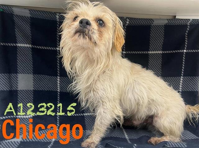 CHICAGO - Shih Tzu available for adoption