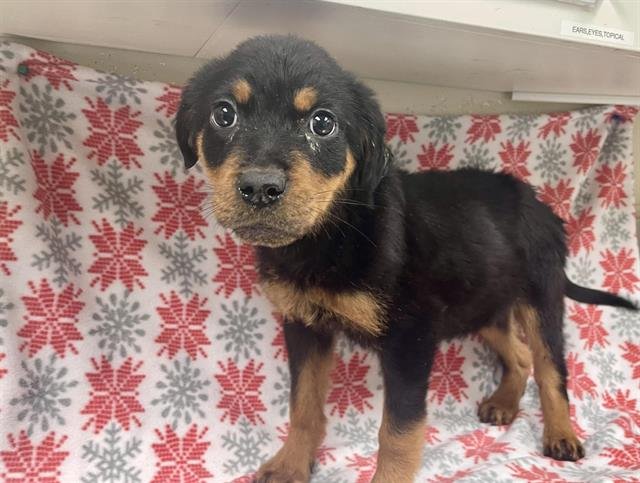 COSMO - Rottweiler available for adoption
