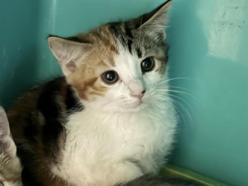 SANDY - Domestic Medium Hair for adoption in Victorville