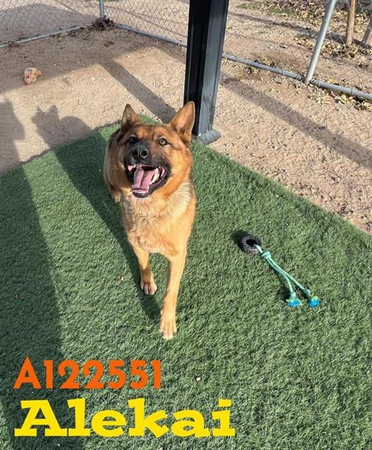 ALEKAI - German Shepherd Dog available for adoption