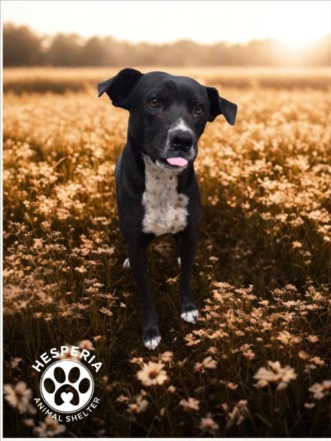 TILLY (RESUCE ONLY) - Pit Bull Terrier available for adoption