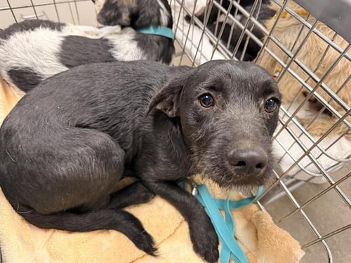 DUKE - Cairn Terrier available for adoption