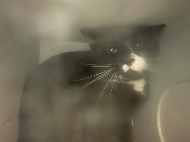 A123150 - Domestic Short Hair available for adoption