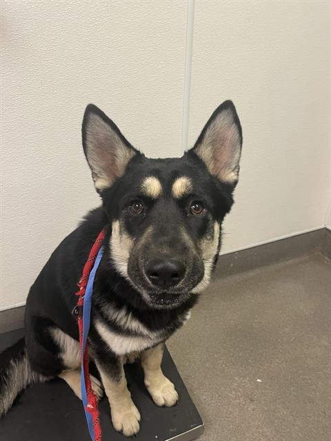 SAWYER - German Shepherd Dog available for adoption