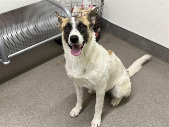 SPARK - German Shepherd Dog available for adoption