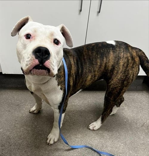 LUISA - Pit Bull Terrier available for adoption