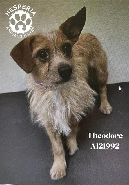 THEODORE - Cairn Terrier available for adoption