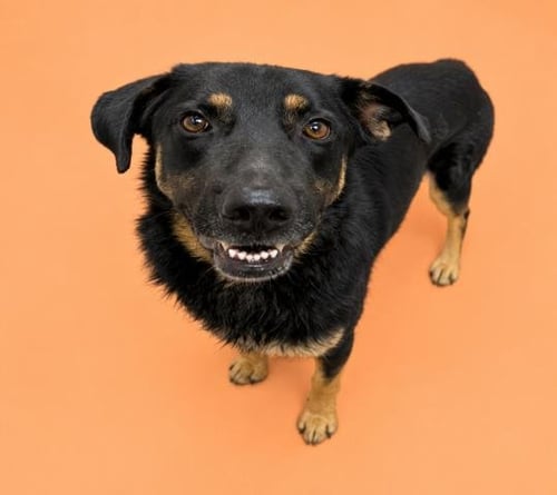 MR. MIKE - German Shepherd Dog available for adoption