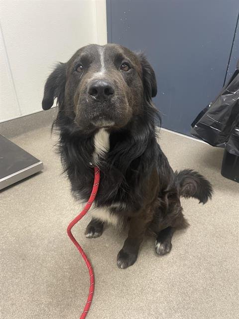 ROCCO - Border Collie available for adoption