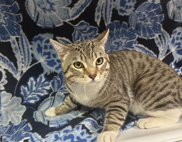 HANK - Domestic Short Hair available for adoption