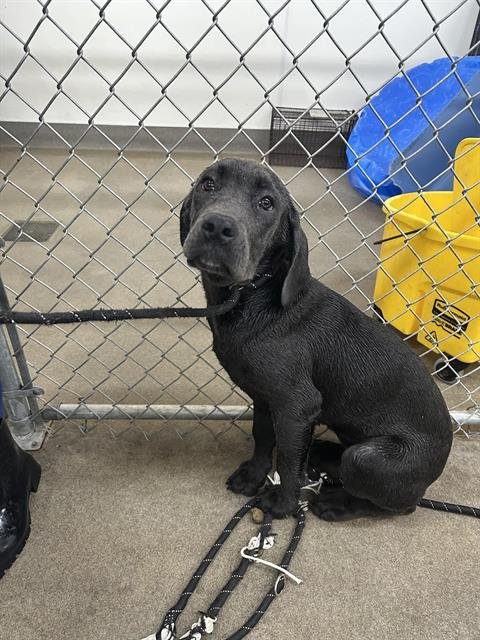 BABY BEAR - Cane Corso Mastiff available for adoption