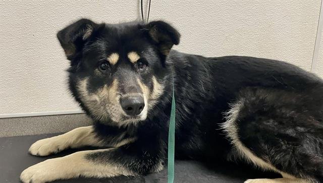 OLLIE - Siberian Husky available for adoption