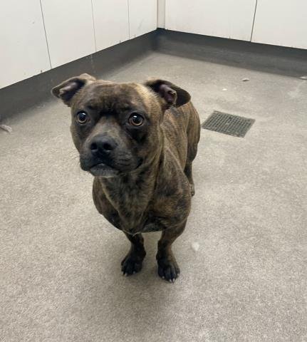 BENTLEY - Pit Bull Terrier / Chihuahua available for adoption