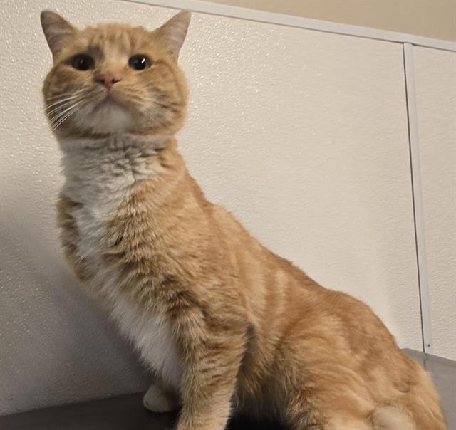 BIG MAC - Domestic Short Hair available for adoption