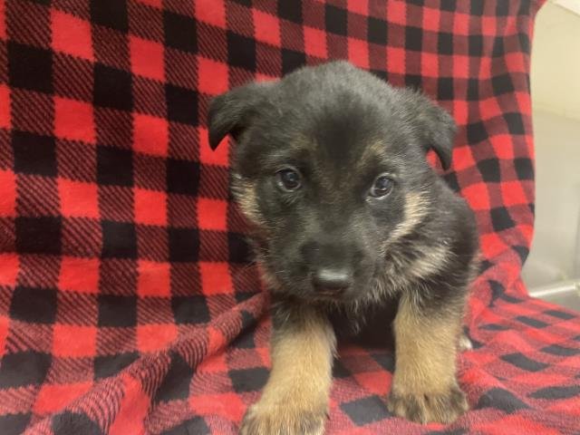 A122232 - German Shepherd Dog available for adoption