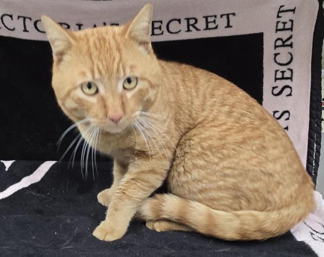 RED - Domestic Short Hair available for adoption