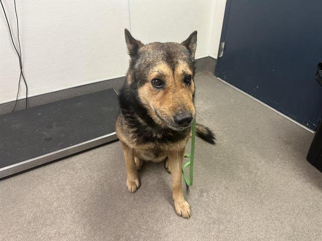 GRAMPS - German Shepherd Dog / Siberian Husky available for adoption