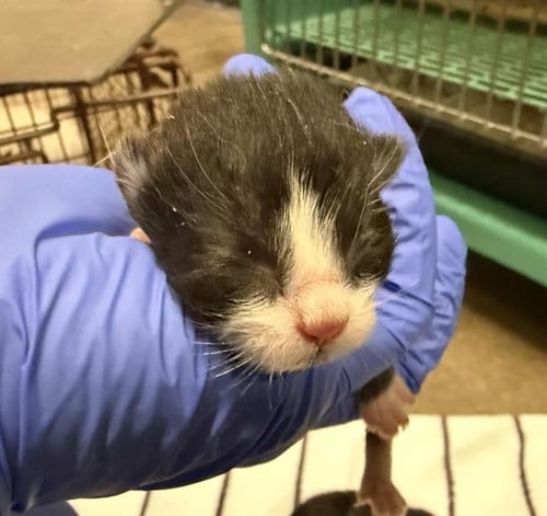 A123789 - Domestic Short Hair available for adoption