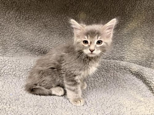 A124575 - Domestic Medium Hair available for adoption