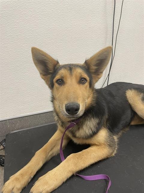 ZEUS - German Shepherd Dog available for adoption