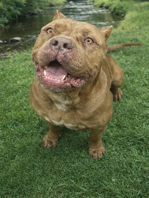 RIVER - Pit Bull Terrier available for adoption
