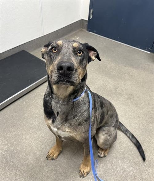 SKYLAR - Catahoula Leopard Dog available for adoption