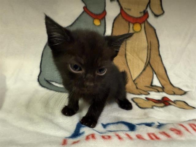 MIDNIGHT - Domestic Short Hair available for adoption