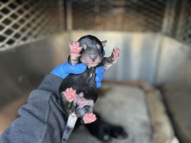 A122301 - Doberman Pinscher / German Shepherd Dog available for adoption