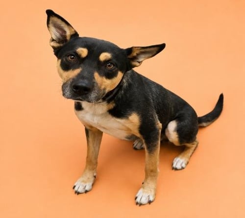WYBIE - German Shepherd Dog available for adoption