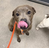 CHAPARRITA - Photo 1